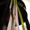 Ribbons_grid