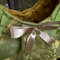 Si854478_1024_grid