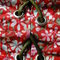 Dscn4439_grid