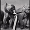 Avedon12_grid