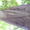 Bdress2_grid