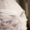 Rosy_detail_01_grid