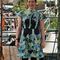 Alexander_dress_-_front_grid