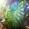 Leaf_grid