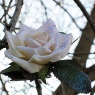 Hairflower1_listing