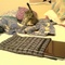 Laptop-lisko_grid