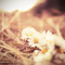 Flowers_in_the_park_grid