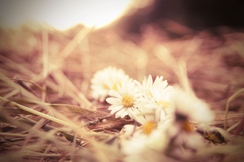 Flowers_in_the_park_large