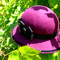 Purphat8_grid