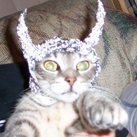 Catintinfoil_listing