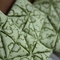 Aimg_3466_grid