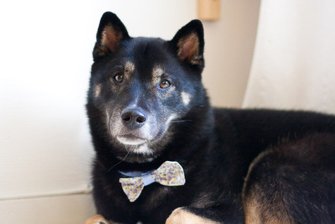 Bow_tie-1_large