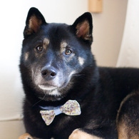 Bow_tie-1_listing