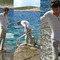 Janis_linu_bikses2_grid