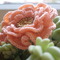 Rose_1__grid
