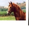 Referencia_grid
