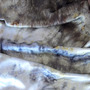 Jar_dye_fabric1_thumb