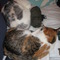 20110303_020_grid