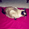 Sureddress8_grid