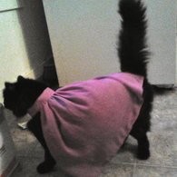 Cat_cape_listing