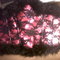 Img03162-20110604-2108_grid