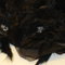 Img_0195_grid