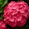 Hydrangea-flower-arrangements_grid