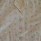 V2267_bound_buttonholes_grid