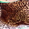 Dsc07227_grid