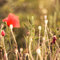 Red_dress_10_small_grid
