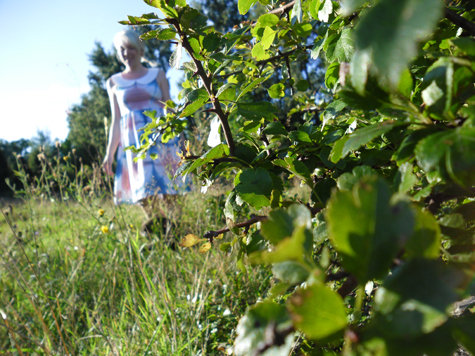 Bladfo_reifokus_large