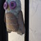 Owlet_031_grid