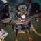 Roxy_three_headed_dog_2_grid