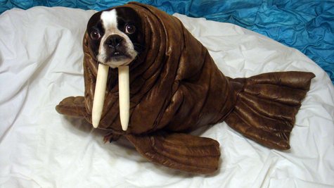 Echothewalrus__large