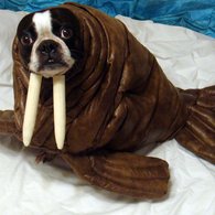 Echothewalrus__listing