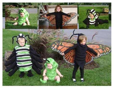 Life_stages_of_a_butterfly_large