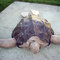 Berninahalloweenseaturtle9_grid
