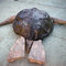 Berninahalloweenseaturtle13_grid
