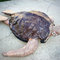 Berninahalloweenseaturtle6_grid