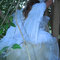 Swan10_copy_grid