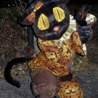 Cat6_listing