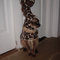 Giraffecat3_grid