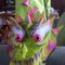 Dragon_grid