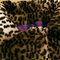 Snow_leopard_collar_grid