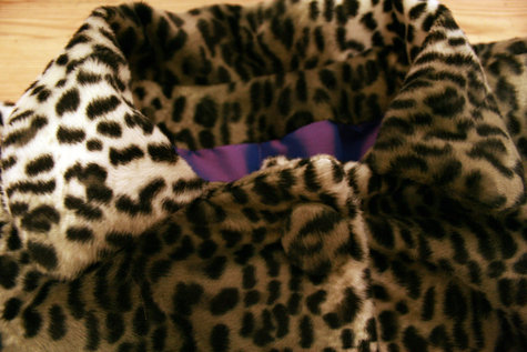 Snow_leopard_collar_large