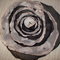 Dsc00079_grid