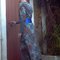 Doorback_grid