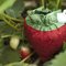 Strawberry_grid