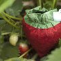 Strawberry_thumb