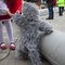 Carnaval_20120219_0014_grid